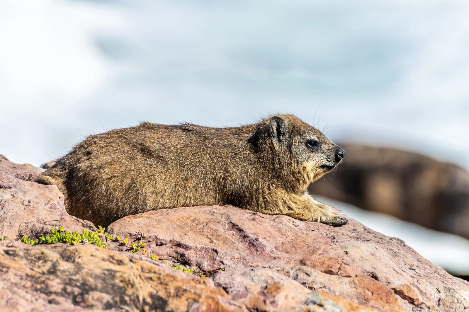 Ein Klippschliefer liegt auf rotem Fels am Cliff Path, dahinter das helle Meer