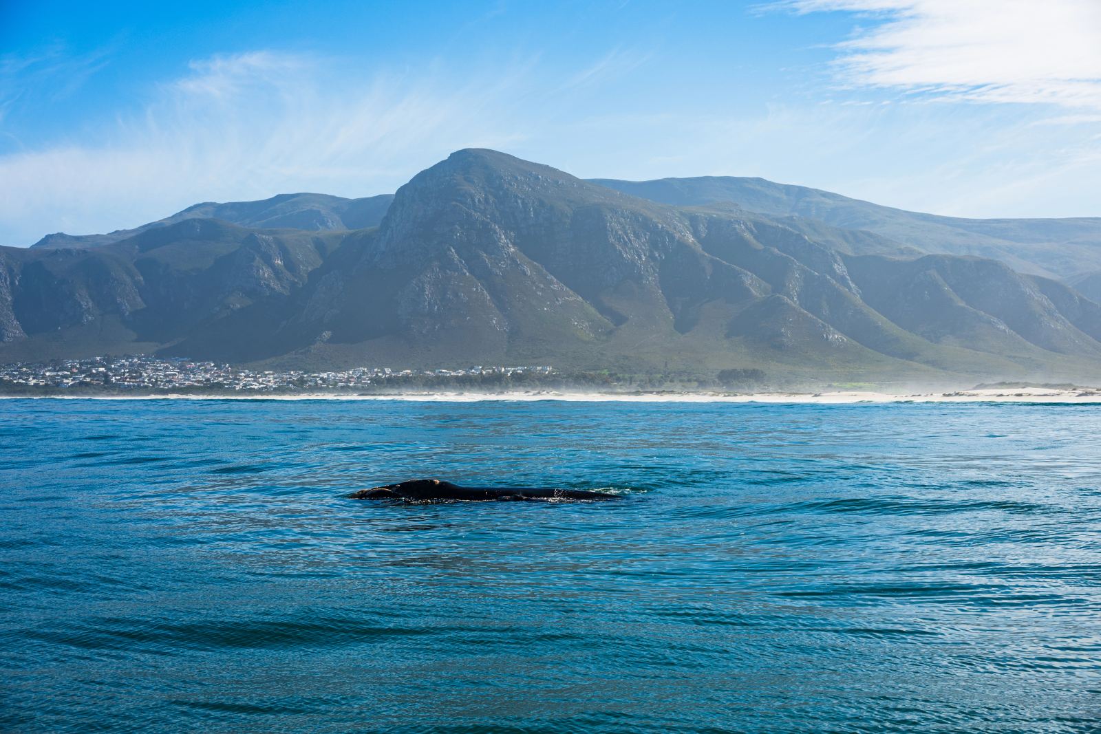 Ein Südkaper taucht in der Walker Bay auf, dahinter der Strand und die Berge über Hermanus