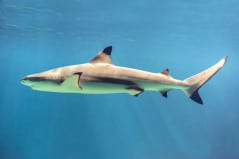 Great White shark