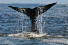 Whale tail